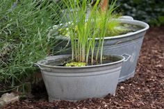 two metal buckets filled with water and plants