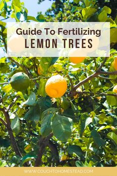 Lemon Tree Meyer Lemon Tree Potted, Lemon Tree Potted Care, Lemon Tree Potted, Indoor Fruit Trees, Growing Lemon Trees, Indoor Cactus Plants, Lemon Plant, Fruit Tree Garden, Meyer Lemon Tree