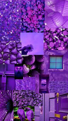 a collage of purple images with different colors