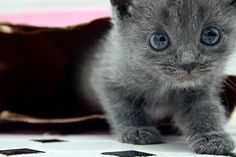 a small gray kitten with blue eyes is on a pink and white checkered blanket