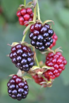 Fruits And Vegetables Images, Potted Fruit Trees, Different Kinds Of Fruits, Plant Reference, Types Of Berries, Berry Garden, Fruits Photos