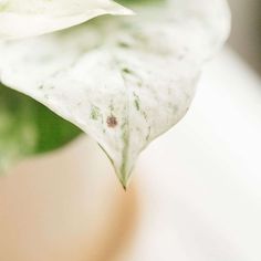 a close up view of a white flower