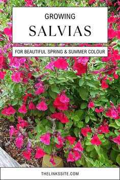 Salvias are vibrant champions of the garden, thriving in the sunny summer days! Their masses of flowers put on a spectacular show of color, brightening up the garden from spring through summer. They are also very hardy, coping well with summer heatwaves and only requiring moderate watering. Click through to learn more about growing salvias in the home garden. Salvia Plants, Growing Strawberries, Strawberry Plants, Winter Frost, Attracting Bees, How To Attract Birds, Annual Flowers, Growing Seeds, Extreme Heat