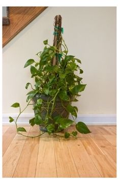 a potted plant sitting on top of a wooden floor next to a stair case