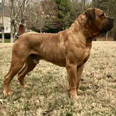 a large brown dog standing on top of a grass covered field with trees in the background