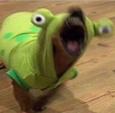 a small dog wearing a green shirt with its mouth open and eyes wide open while standing on a hard wood floor