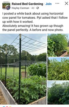 an instagramted post about raised bed gardening