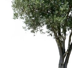 a giraffe standing next to a large tree on a white background in the wild