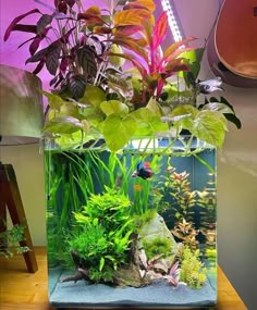 a fish tank filled with plants and rocks