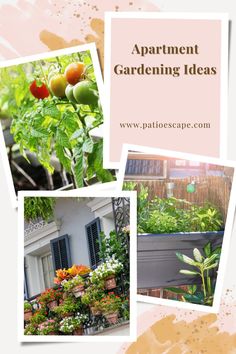 four pictures of different types of plants and flowers with the words apartment gardening ideas on them