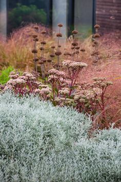 some very pretty flowers and plants in the grass