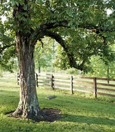 a large tree sitting in the middle of a lush green field next to a wooden fence