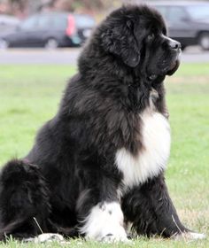 a large black and white dog sitting in the grass