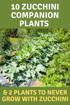 an image of some plants in the garden with text overlay that reads 10 zucchini companion plants