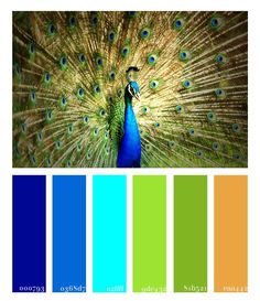 a peacock with its feathers spread out in front of it's color palettes