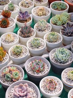 there are many different kinds of succulents in the pots