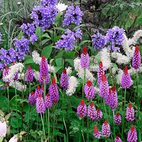 purple and white flowers are growing in the grass next to some plants with green leaves