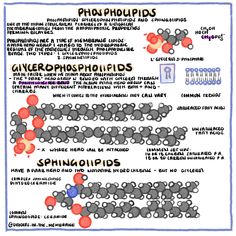 a poster with words describing the different types of phospholites and their properties