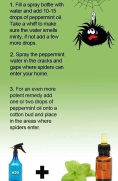 Peppermint Water, Spider Food, Peppermint Oil, Cotton Buds, Spiders, Spray Bottle, Peppermint, Spray, Canning