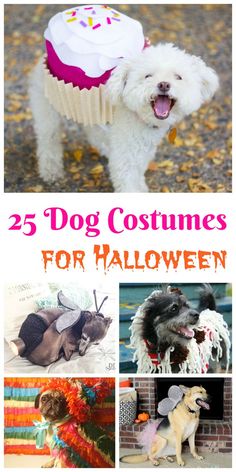 25 dog costumes for halloween that are easy to make