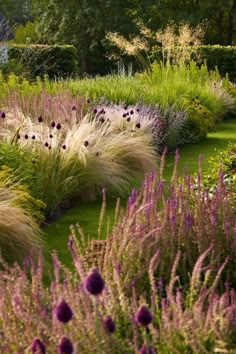 a garden with lots of purple flowers and grass in the foreground, surrounded by tall grasses