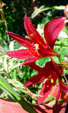 a red flower with yellow stamens in a pot