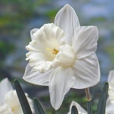 a white flower with green leaves in the background