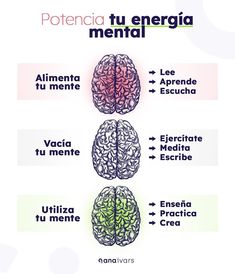 the four areas of the brain are labeled in three different languages