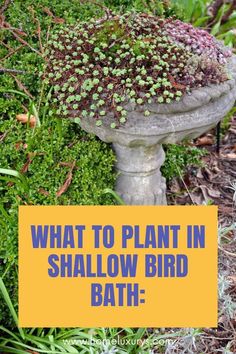 Bird Bath With Plants, Succulent Bird Bath Planters, Planted Bird Bath, Diy Bird Bath Planter, Ideas For Bird Baths, Bird Bath Repurposed, Plants In Bird Bath, Birdbath Succulent Garden, Birdbath Planter Ideas Garden Projects