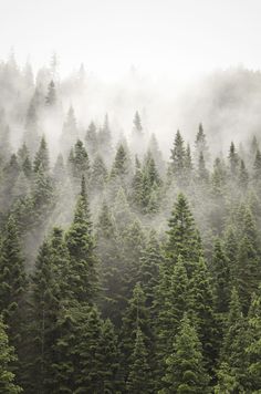 a forest filled with lots of tall trees covered in fog and smoggy clouds