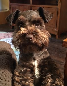 a brown dog sitting on top of a wooden floor