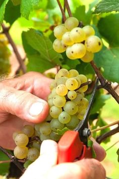 a person picking grapes from a bush on a sunny day