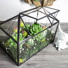 Ferrisland House Glass Terrarium Ferrisland Greenhouse House, Crystal Room Decor, Flowers Orchids, Terrarium Jar, Backyard Seating Area, House Planter, Home Greenhouse, Terrarium Containers, Succulents Cactus