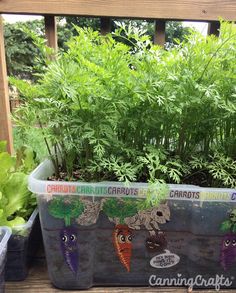 some carrots are growing in a pot on a deck with other vegetables and herbs