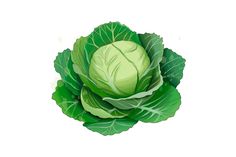 a head of broccoli with green leaves on a white background, top view