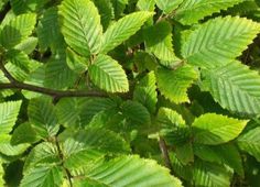 green leaves are growing on the tree