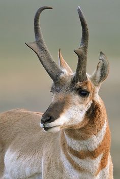 an antelope with very large horns standing in the grass and looking at something