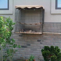 a cat in a cage on the side of a building next to plants and trees