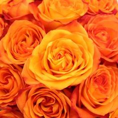 a bouquet of orange roses sitting on top of a table