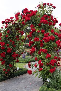 red roses are growing on the top of a trellis in a flower garden area