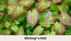 a bunch of green and red leaves on top of each other in front of the words, bishop's hot