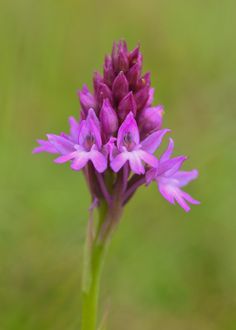 a purple flower with green stems in the background