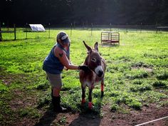 a woman petting a small donkey in a field