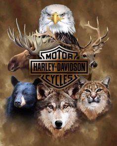 an eagle, wolf, and other animals with the words harley davidson cycles