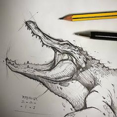 a pencil drawing of an alligator's head