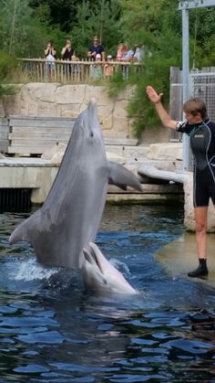 a man standing next to two dolphins in the water