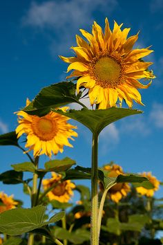 the sunflowers are blooming in the field