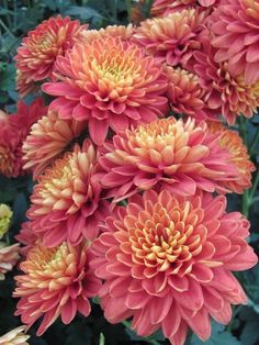 a bunch of pink and yellow flowers with green leaves