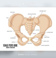 the female pectors bone with labels on it and labeled in english or spanish