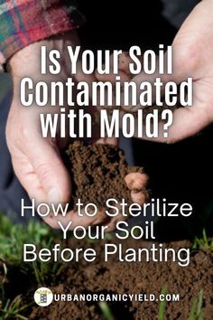 someone is holding soil in their hands with the text is your soil contained with mold? how to steilize your soil before planting